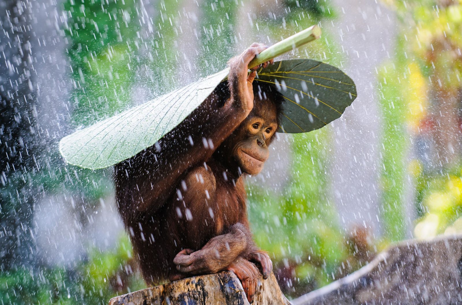 Orang-Utan schützt sich mit einem Blatt vor dem Regen